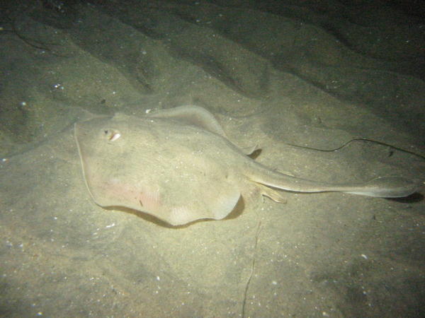 Sting Ray at 40 ft