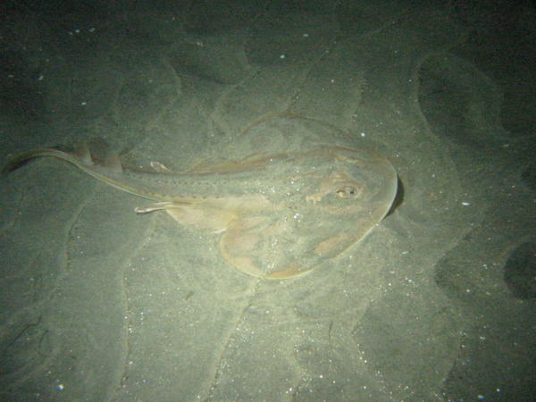 Thornback Ray at 40 ft