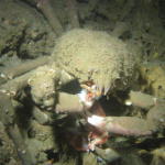 Sheep Crab Dining on Unfortunate Rockfish