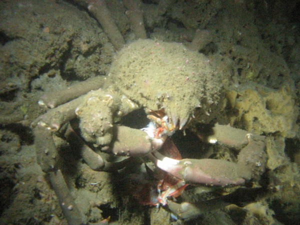 Sheep Crab Dining on Unfortunate Rockfish