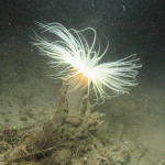 Anemone at 80 ft