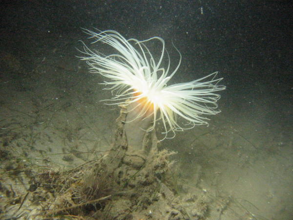 Anemone at 80 ft