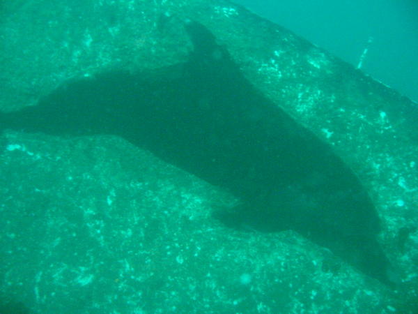 Dolphin penetration hole in starboard bow