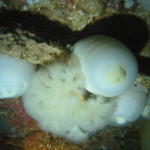 Metridium anemone inside forward deck 2