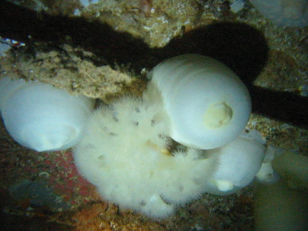 Metridium anemone inside forward deck 2