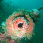 Strawberry anemone on forward deck