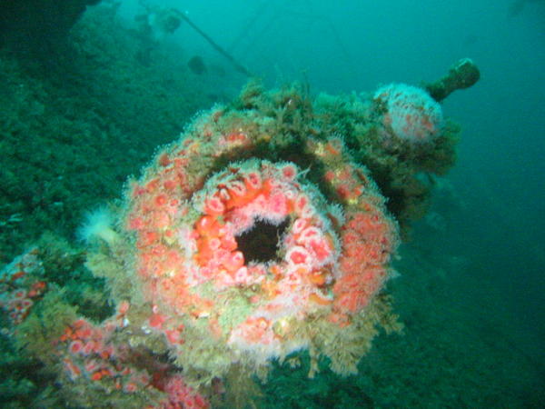 Strawberry anemone on forward deck