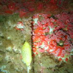 Strawberries and a lemon nudibranch