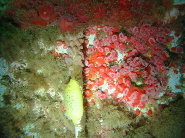 Strawberries and a lemon nudibranch