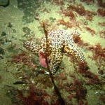 Feasting Sea Star