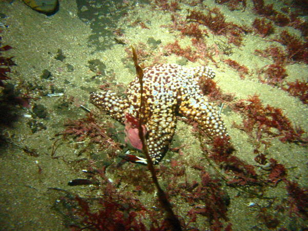 Feasting Sea Star