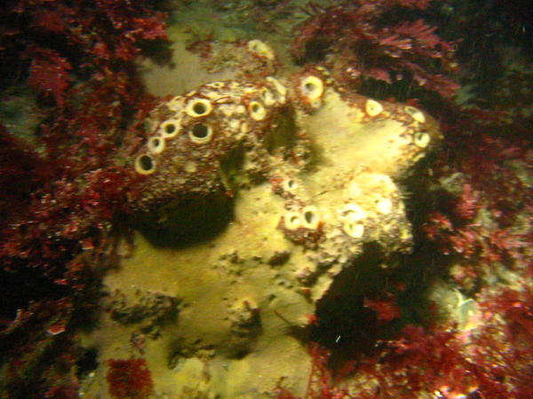 Same sponge - different view