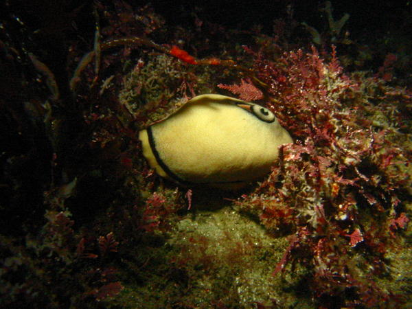 Gastropod mollusk (limpet)