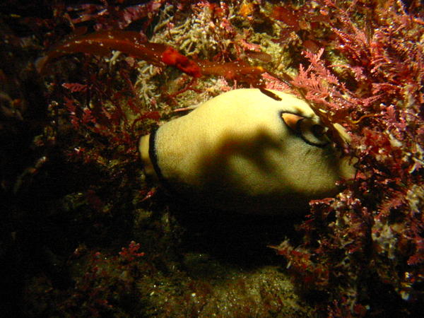 Gastropod mollusk (limpet)