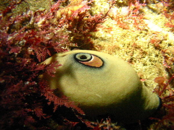 Gastropod mollusk (limpet)
