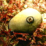 Gastropod mollusk (limpet)