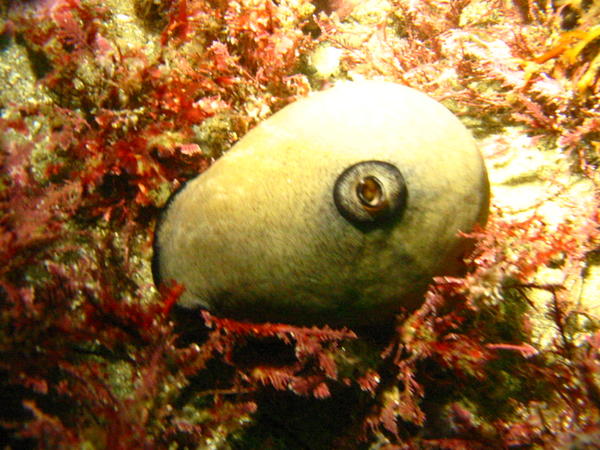 Gastropod mollusk (limpet)