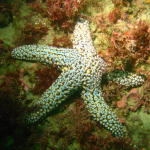 Sea Star on the bottom