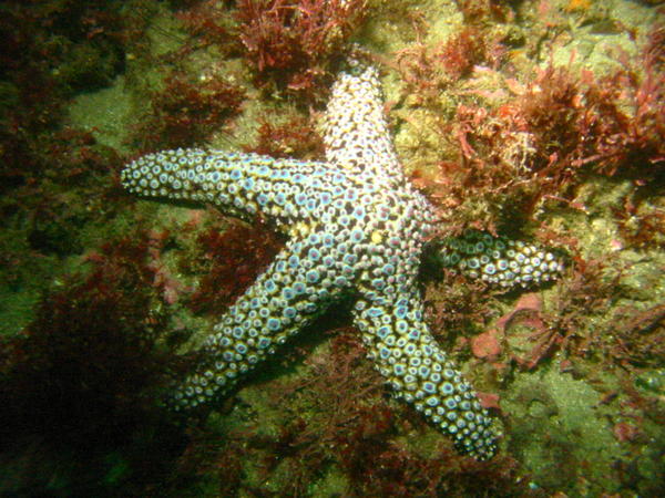 Sea Star on the bottom