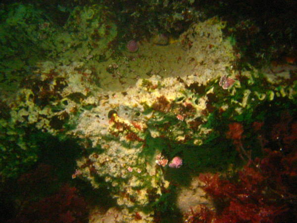 Large sponge