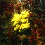 Yellow sponge