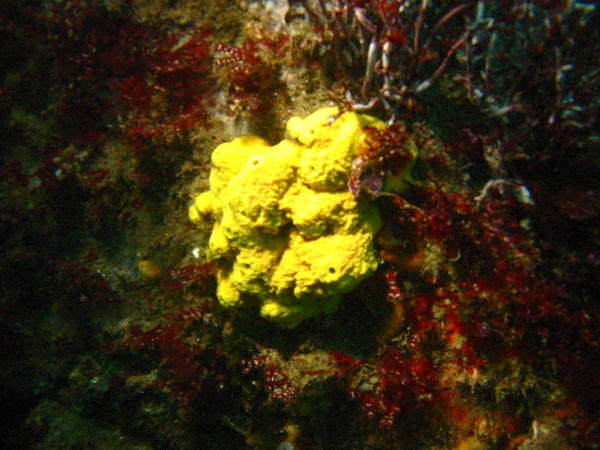 Yellow sponge