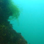 Eel Grass from Below