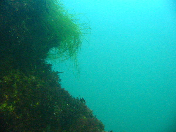 Eel Grass from Below