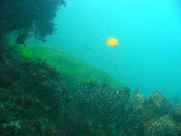 Garibaldi in flight