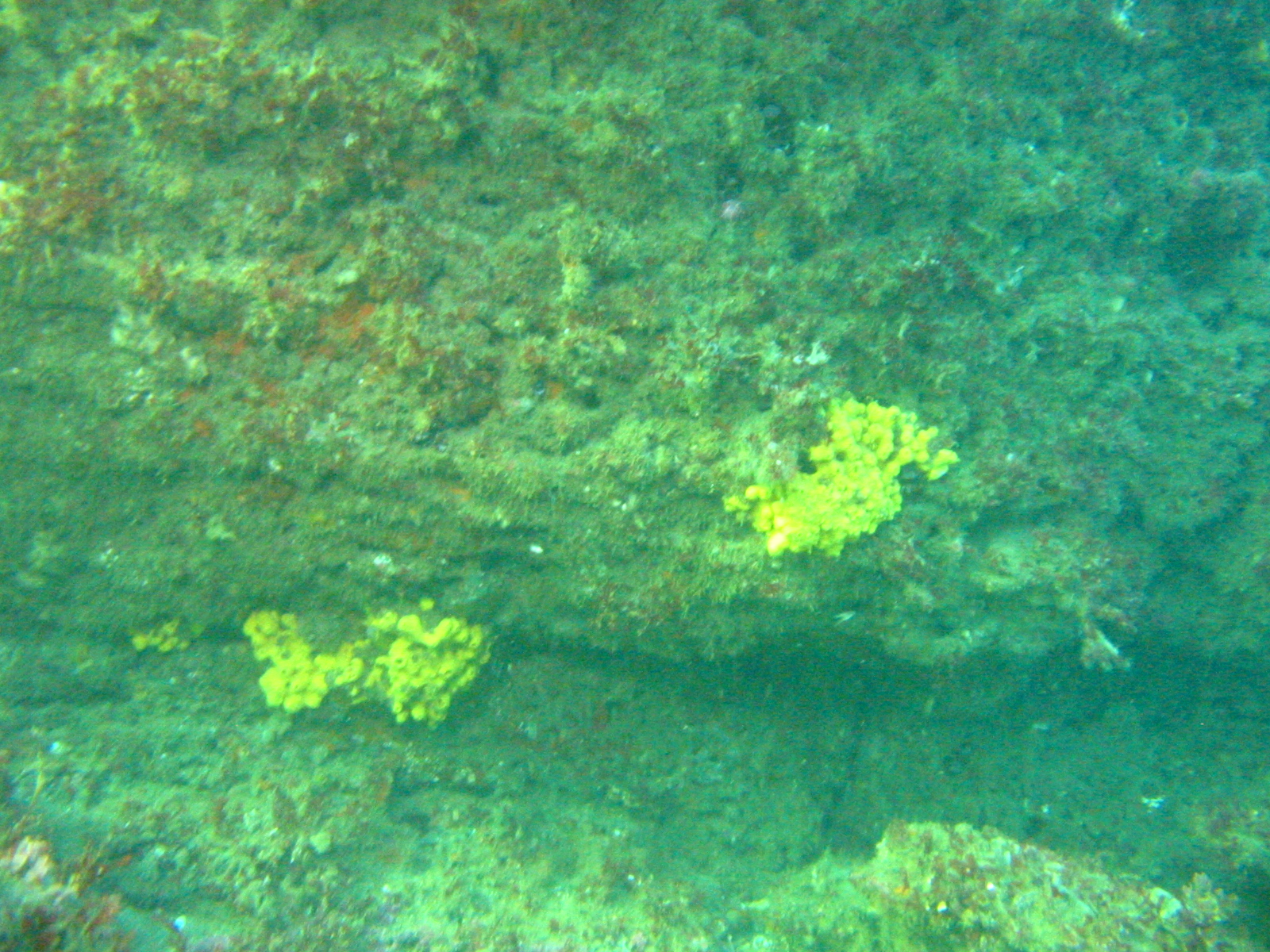 Yellow Sponge