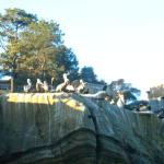 Pelicans at Gold Fish Point watch on our swim back to shore