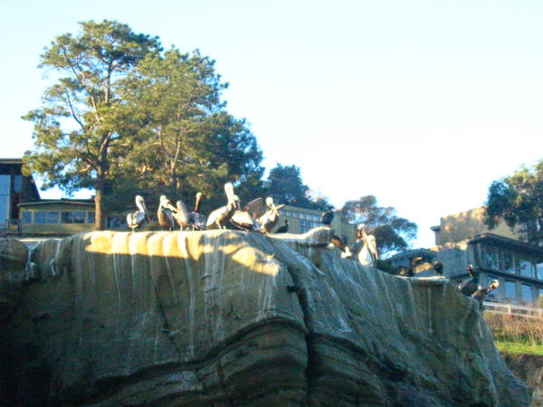 Pelicans at Gold Fish Point watch on our swim back to shore