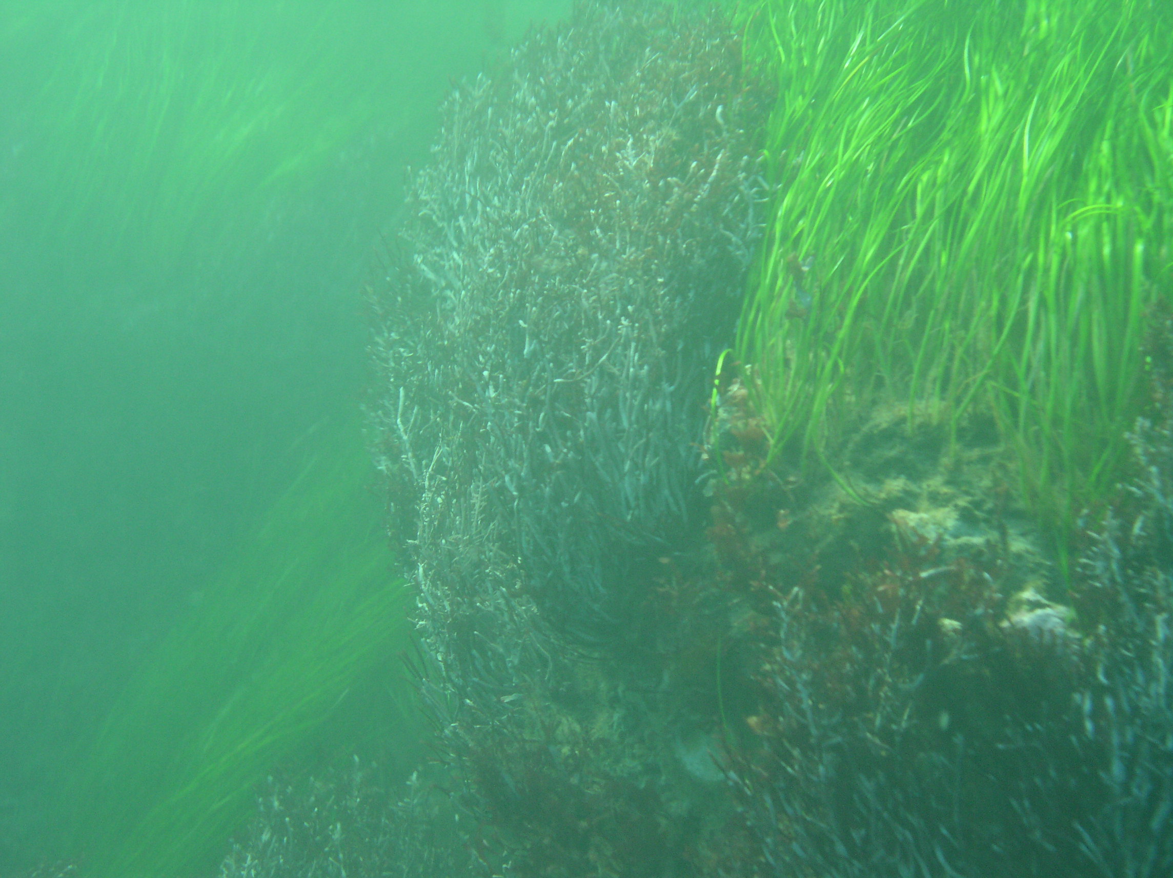 Richard's Eel Grass