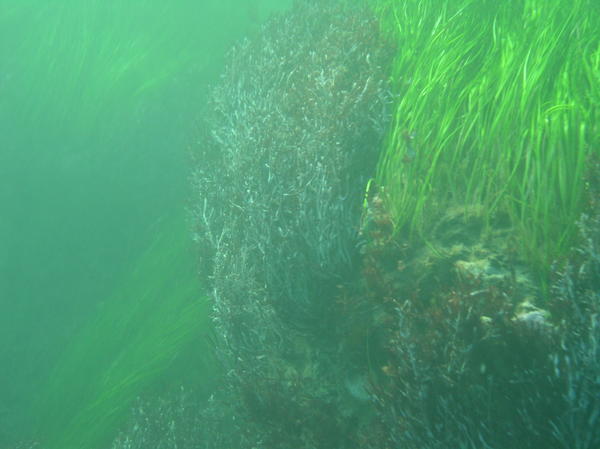 Richard's Eel Grass