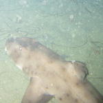 Adult Horn Shark -- 3ft or so