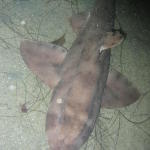 Same Horn Shark