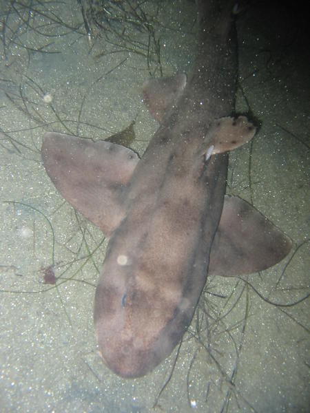 Same Horn Shark