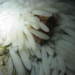 Octopus "hiding" in squid eggs