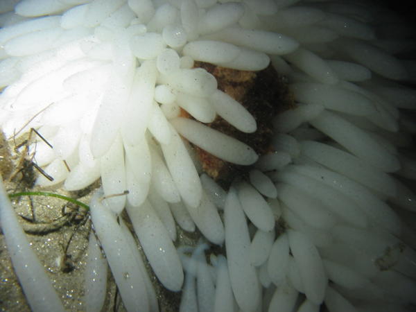 Octopus "hiding" in squid eggs