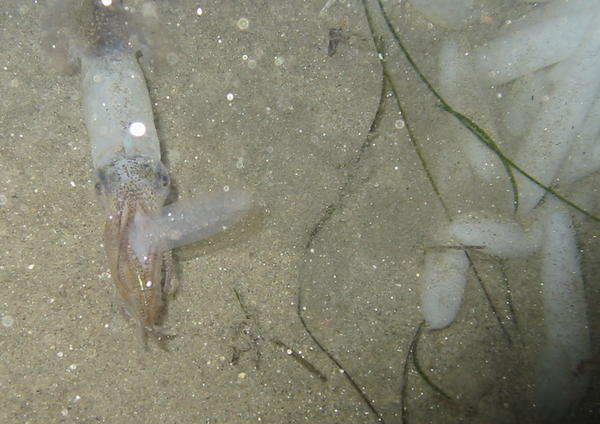 Female squid and egg sack