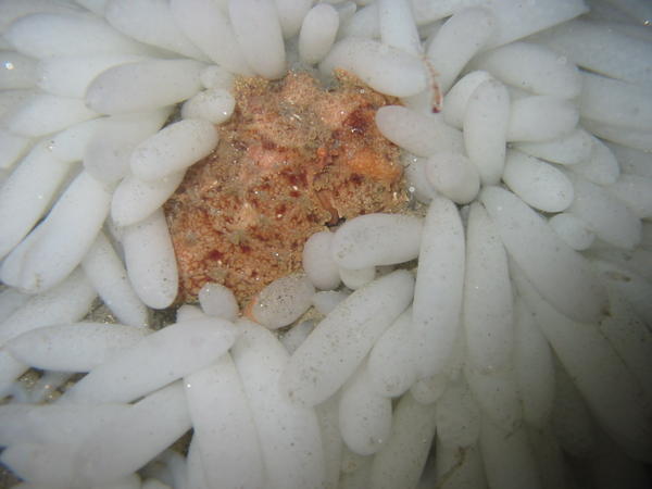 Red Octopus in Squid Eggs