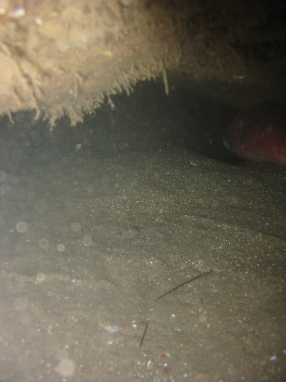 Sheep Head in Cave