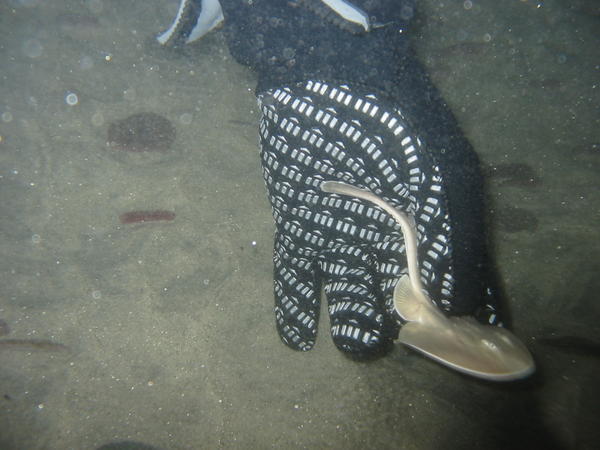 Baby Thornback Ray