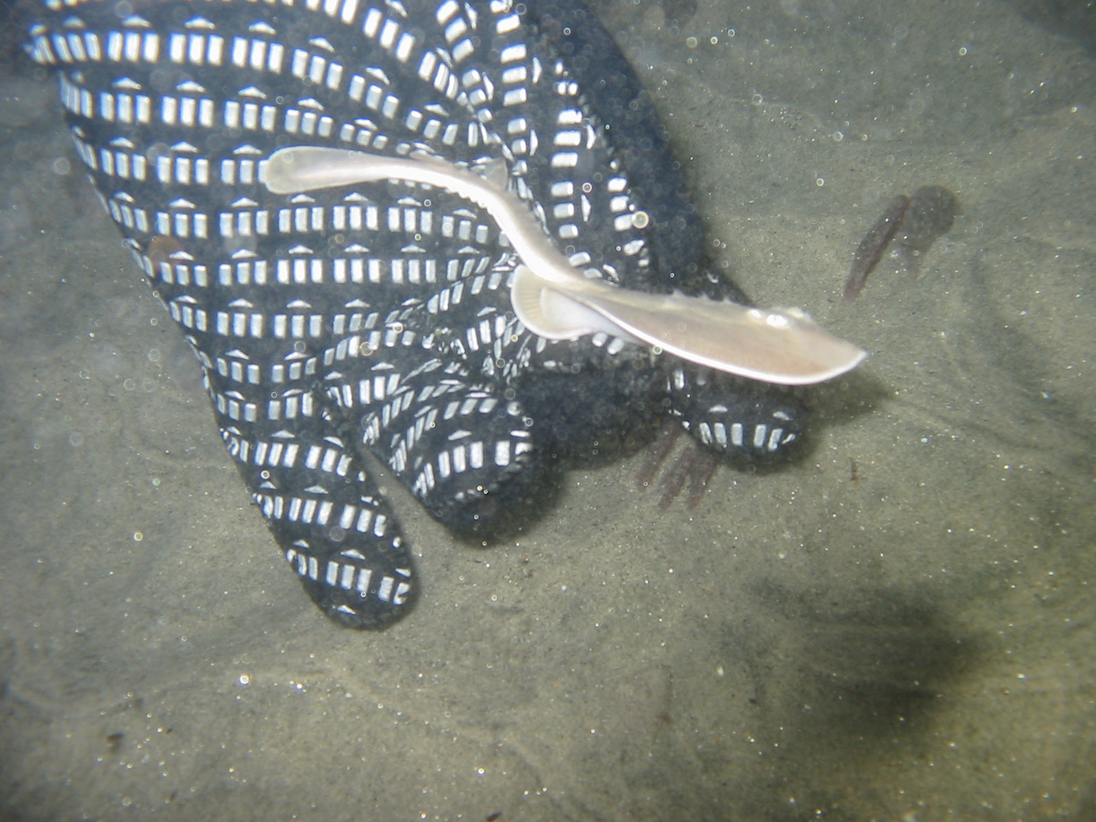 Baby Thornback Ray