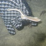 Baby Thornback Ray