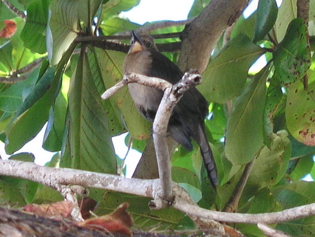 birds in tree