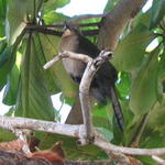 birds in tree