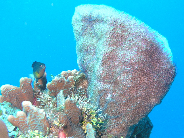 diving sponge