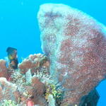 diving sponge