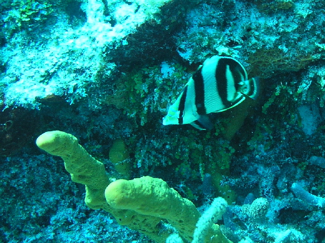 fish banded butterfly